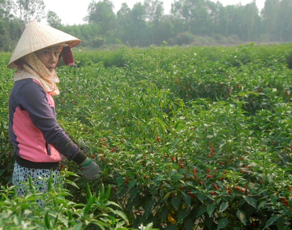 Nông dân Bình Hòa (huyện Tây Sơn) vui vì giá ớt chỉ thiên giá tăng trở lại