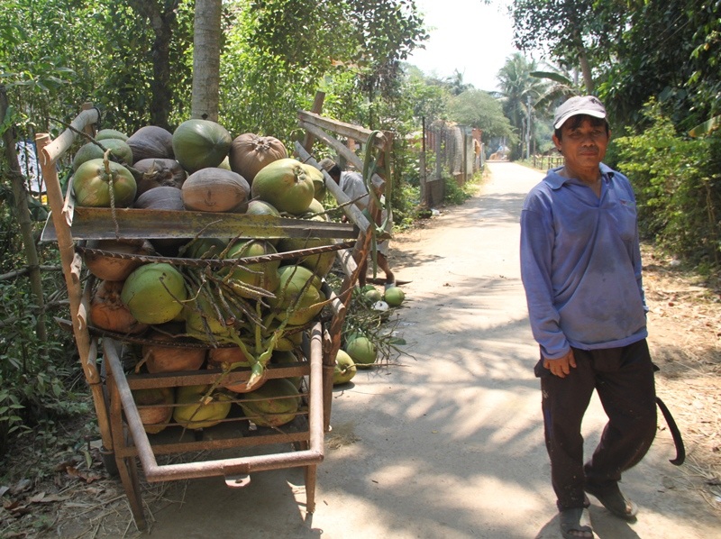 Dừa Bình Định trái to, nhiều nước nhưng ít ngọt hơn dừa Bến Tre