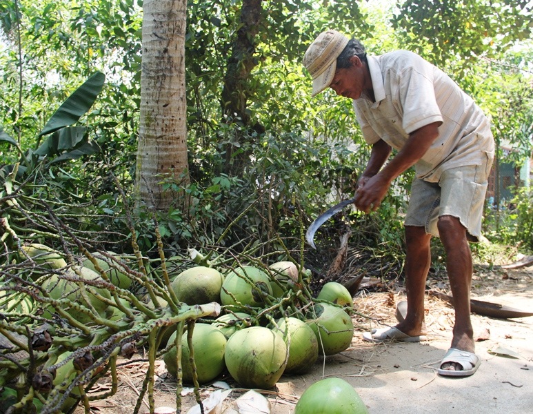Giá dừa ta (dừa Bình Định) mua tại vườn được 5.000-6.000 đồng/trái, tăng cao so với các năm