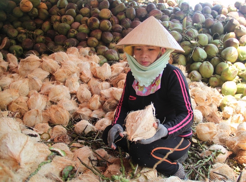Xứ dừa huyện Hoài Nhơn (Bình Định) vui mừng vì dừa tăng giá