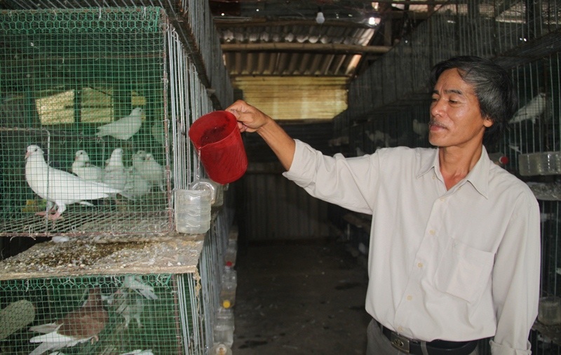 Bí kíp nuôi bồ câu Pháp tách riêng của ông Lam đang cho hiệu quả kinh tế cao mà nhiều nông dân đang học hỏi