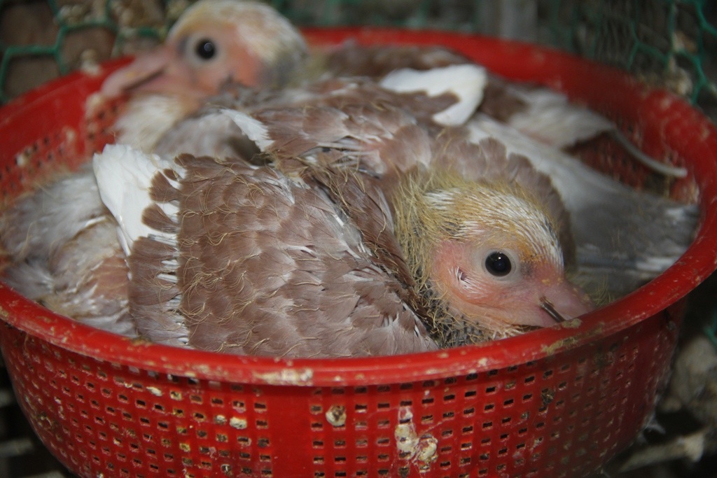 Đôi chim non khỏe mạnh