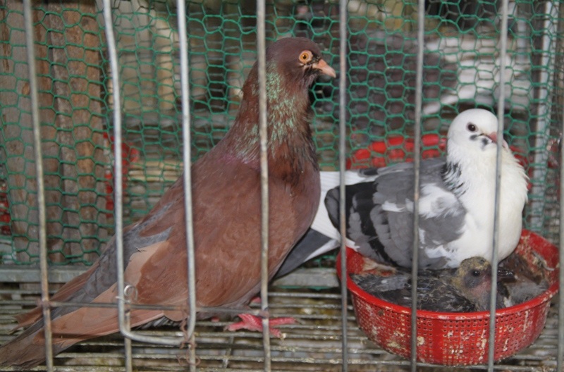 Sự thành bại phụ thuộc vào chim cồ (chim trống) lành tính hay hư hỏng