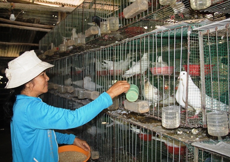 
Mô hình nuôi bồ câu Pháp nhốt riêng từng cặp đang là hướng đi đúng của vợ chồng ông Lam và bà Oanh
