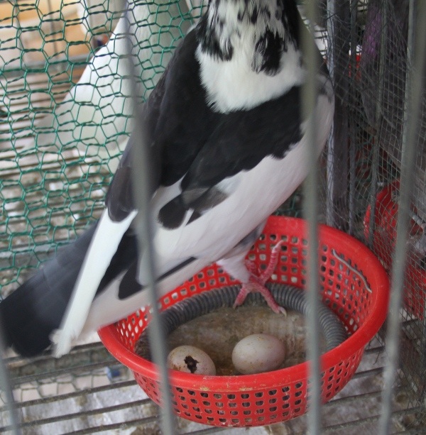 Thường con chim cồ hư hỏng hay đạp vỡ trứng, lười chăm sóc chim non sau khi nở