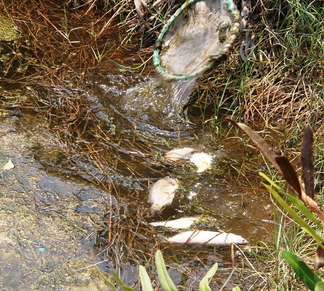 Tôm, cá, cua chết hàng loạt người nuôi tôm trên địa bàn huyện Tuy Phước (Bình Định) lao đao