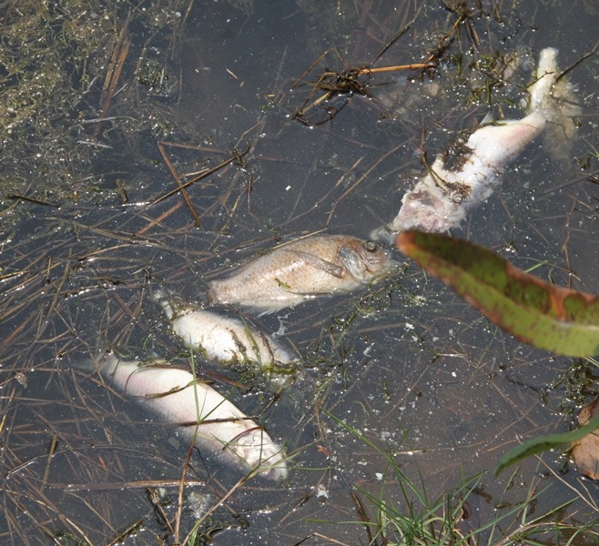 Hàng trăm ha tôm nuôi ở xã Phước Hòa (huyện Tuy Phước, Bình Định) bị nhiễm mặn khiến tôm, cua, cá chết