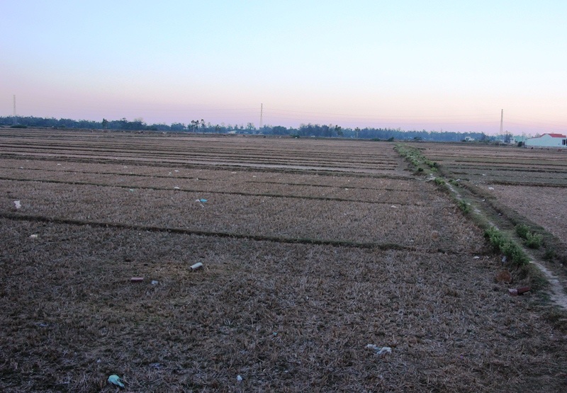 Những cánh đồng thẳng cánh cò bày ở xã Mỹ Thành (huyện Phù Mỹ, Bình Định) phải bỏ hoang vì thiếu nước tưới.