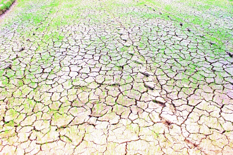 Mặc dù những ngày qua, các địa phương trên địa bàn tỉnh Bình Định có mưa nhưng lượng mưa không lớn nên chưa giúp giải nhiệt cho cây lúa