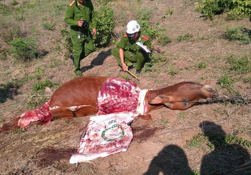 Lập chuyên án phá băng trộm bò dã man, chặt lấy đùi - 2 
Chỉ trong vòng 1 tháng có 6 vụ trộm bò chặt lấy đùi táo tợn xảy ra ở hai huyện miền núi Sơn Hòa và Sông Hinh của tỉnh Phú Yên