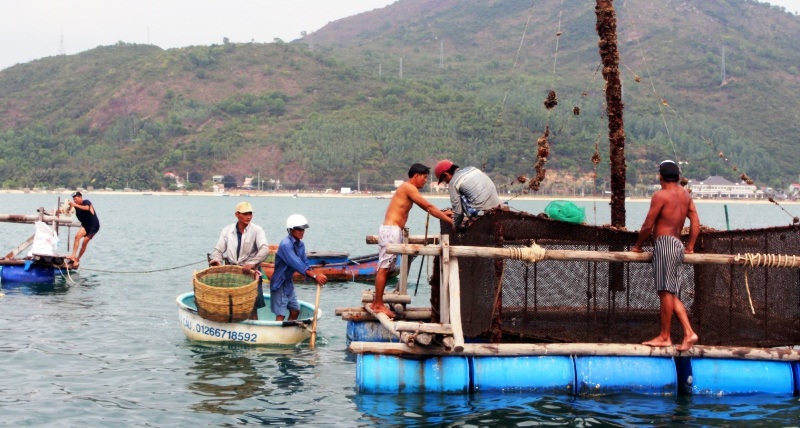 Ngư dân mất trắng chục tỷ đồng vì tôm hùm chết hàng loạt - 2 Người nuôi tôm đang di dời lồng tôm ra khỏi vùng biển nuôi có tôm bị chết (ảnh N. Sơn)