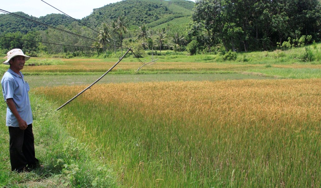 Nếu mua phải giống nguyên chủng rởm thì không thể dùng làm giống sản xuất vụ sau, nông dân không biết cứ nghĩ giống nguyên chủng nên dùng sản xuất vụ sau nên lúa bị lẫn tạp, phát triển nhiều tầng, sâu bệnh, năng suất thấp (ảnh minh họa).