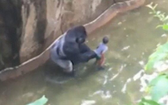Con khỉ đột đã tóm và kéo lê cậu bé trong 10 phút trước khi bị bắn chết (Ảnh: Telegraph)
