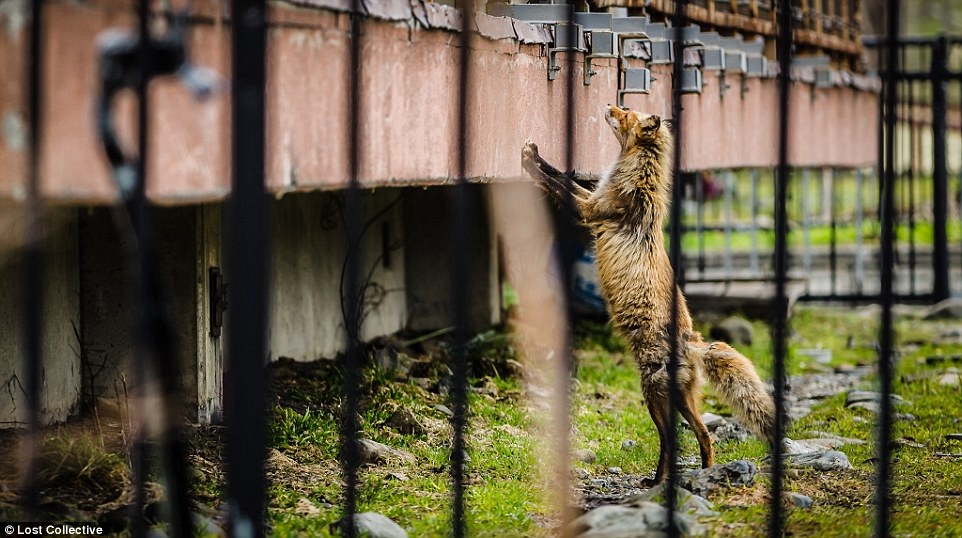 Một con cáo hoang đi lang thang trong thành phố (Ảnh: Brett Patman)