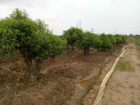 Đi tố cáo, ông lão 81 tuổi bị "phạt ngược" 5 triệu đồng - 2 Ống hút bùn nối từ ruộng ông Đón ra các hộ trồng đào