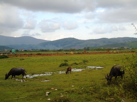 Đàn trâu ăn ngoài cánh đồng hoang, sát đường dẫn vào khu mộ Đại tướng Võ Nguyên Giáp...