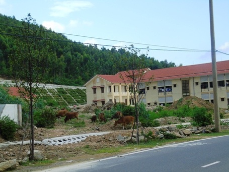 Trâu bò thả rông "hoành hành" khu mộ Đại tướng Võ Nguyên Giáp - 5