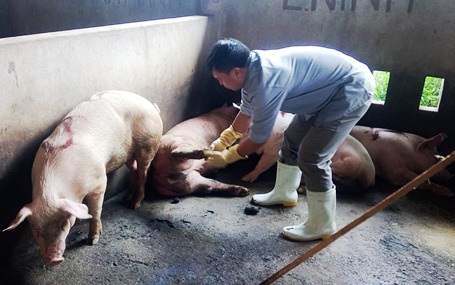 Cơ quan chức năng cho phép giết mổ và bán lợn bệnh? - 3 Số lợn mang bệnh tại lò giết mổ Hải Dương đang được các cơ quan chức năng liên quan làm rõ