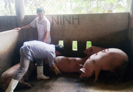 Cơ quan chức năng cho phép giết mổ và bán lợn bệnh? - 1 Rất nhiều con lợn bị bệnh được nuôi nhốt tại lò giết mổ Hải Dương được cán bộ thú y cấp giấy phép giết mổ