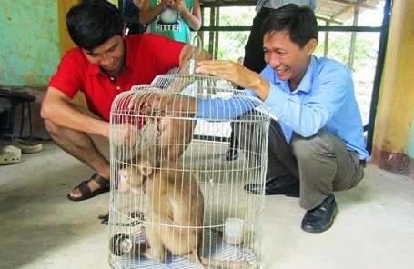 Người dân tự nguyện giao nộp khỉ đuôi lợn quý hiếm - 1 Cá thể Khỉ đuôi lợn quý hiếm được ông Phạm Đức Minh tự nguyện giao nộp cho VQG Phong Nha - Kẻ Bàng để thả về môi trường tự nhiên