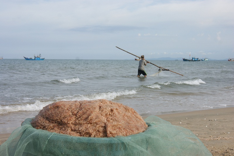 Ngư dân phấn khởi vì khuyếc biển đạt các chỉ tiêu an toàn thực phẩm - 1 Khuyếc biển tại Quảng Bình đạt yêu cầu các chỉ tiêu về an toàn thực phẩm