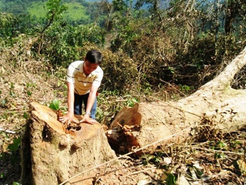 Quảng Bình: Phá rừng di sản để lấy phong lan? - 1 (Ảnh minh họa)