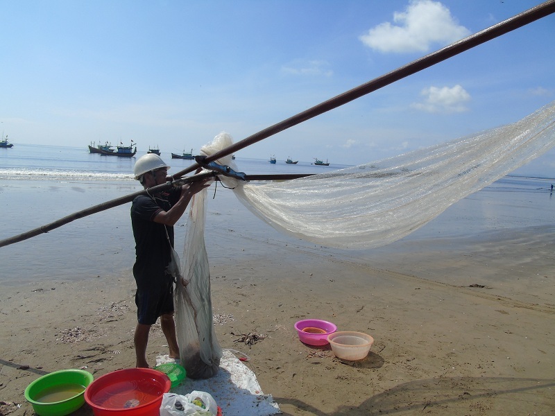 Ngư dân kỳ vọng biển hồi sinh khi trúng đậm mùa ruốc - 2 Khuyếc biển mang lại nguồn thu nhập đáng kể cho người dân vùng biển trong thời điểm khó khăn.