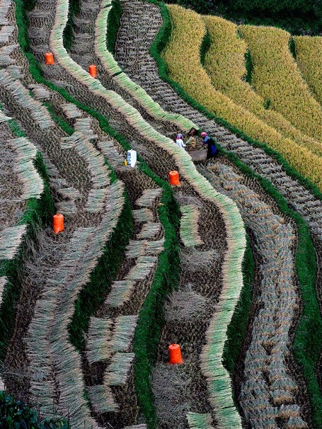 Tác phẩm Được mùa của tác giả Nguyễn Xuân Trường (Sơn La) đoạt Huy chương Đồng