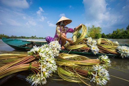 Khoảnh khắc ấn tượng của nhiếp ảnh Việt Nam trên báo quốc tế 2015 - 4 Hạng mục Du lịch: Người phụ nữ đang hái hoa súng. Trong mùa nước nổi ở đồng bằng sông Cửu Long, hoa súng mọc khắp nơi. Người dân bản địa dùng thứ hoa này để làm nộm, nấu canh cá chua. Bức ảnh được chụp ở Châu Đốc, An Giang. (Ảnh: Nhiem Hoang)