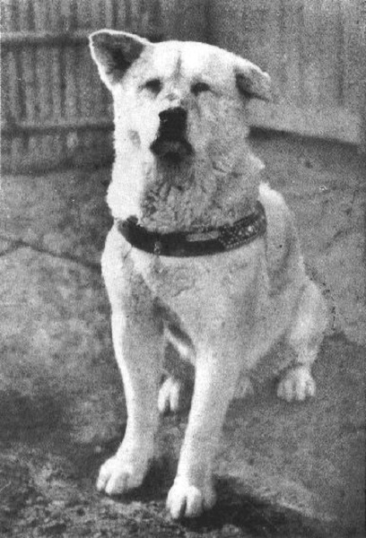 Những câu chuyện quá đỗi cảm động ở nước Nhật - 1 Chú chó Hachiko trong những ngày tháng cuối đời năm 1935