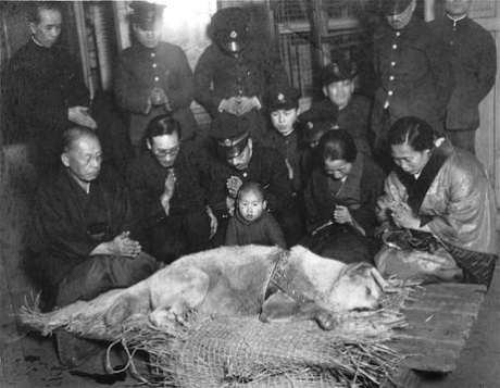 Những câu chuyện quá đỗi cảm động ở nước Nhật - 2 Ngày Hachiko qua đời tại nhà ga Shibuya