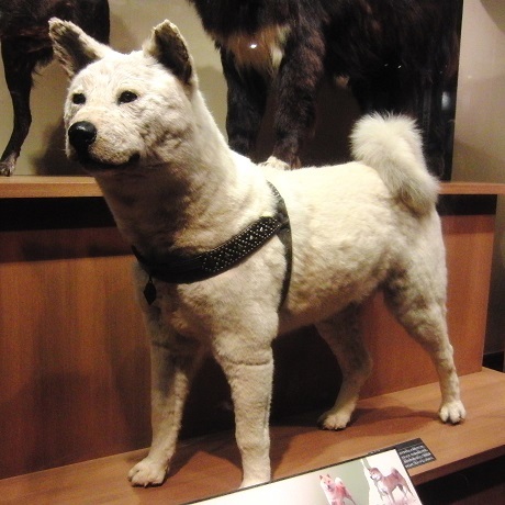 Những câu chuyện quá đỗi cảm động ở nước Nhật - 3 Hachiko trong viện bảo tàng