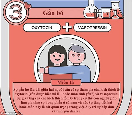 Chúng ta yêu nhau… như thế nào? - 3 Giai đoạn gắn bó đòi hỏi phải có hoóc-môn oxytocin. Hàm lượng hoóc-môn này tăng lên ngay lập tức sau khi “yêu”, điều này phần nào lý giải tại sao chúng ta thường cảm thấy đặc biệt gắn bó với “một nửa” của mình sau khi “yêu”.