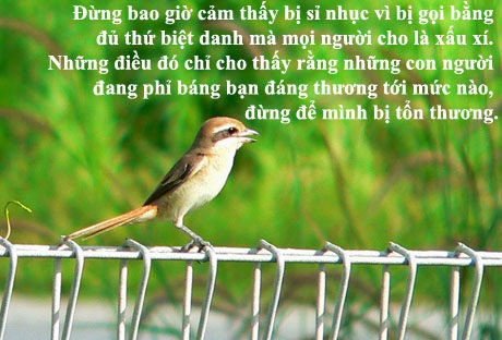 20 câu nói hay nhất của nữ nhà văn “Giết con chim nhại” - 1 20 câu nói hay nhất của nữ nhà văn “Giết con chim nhại” - 1