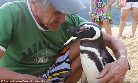 Chú chim cánh cụt vượt 8.000km đường biển trở về thăm ân nhân - 2 Ông lão đánh cá Joao Pereira de Souza, 71 tuổi, sống ở một làng chài ven biển thuộc ngoại ô Rio de Janeiro, Brazil. Ông đã tìm thấy chú chim cánh cụt nhỏ này nằm thoi thóp trên một bờ đá hồi năm 2011, người dính đầy váng dầu.