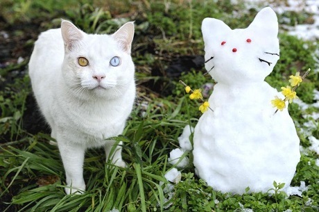 “Chú mèo nổi tiếng nhất nước Nhật” đã qua đời - 22 “Chú mèo nổi tiếng nhất nước Nhật” đã qua đời - 22