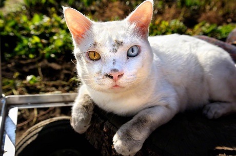 “Chú mèo nổi tiếng nhất nước Nhật” đã qua đời - 23 “Chú mèo nổi tiếng nhất nước Nhật” đã qua đời - 23