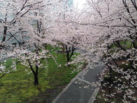 Mùa hoa sakura nở - 4 Mùa hoa sakura nở - 4