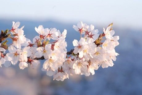 Mùa hoa sakura nở - 2 Mùa hoa sakura nở - 2