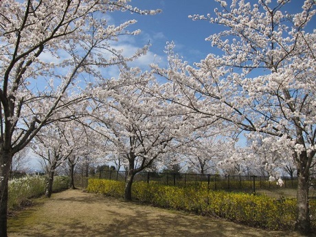 Mùa hoa sakura nở - 1 Mùa hoa sakura nở - 1