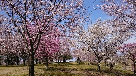 Mùa hoa sakura nở - 7 Mùa hoa sakura nở - 7