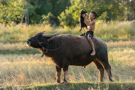 Những khoảnh khắc tuổi thơ nhiệm màu - 18 Tuổi thơ trên lưng trâu (Ảnh: Sarawut Intarob)