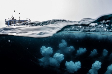 Bức ảnh của Christian Aslund chụp ở Greenland. Những bọt nước nổi lên từ dưới đáy biển cho thấy những biến động địa chấn vừa xảy ra, người ta vừa cử tàu tới khảo sát dưới đáy biển để xem có trữ lượng dầu mỏ hoặc khí ga hay không.