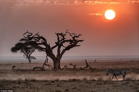 Ngược lại, đến với một chuyến du lịch safari trong rừng già Kenya đem lại cho du khách trải nghiệm đích thực về những điều cốt lõi, vĩnh hằng nhất của hành tinh và sự sống, cảnh vật trải dài tít tắp, ngút tầm mắt, chỉ có cây cối thảng hoặc “chen ngang” tầm nhìn.