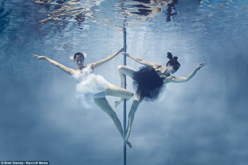 Thiên nga trắng và thiên nga đen?