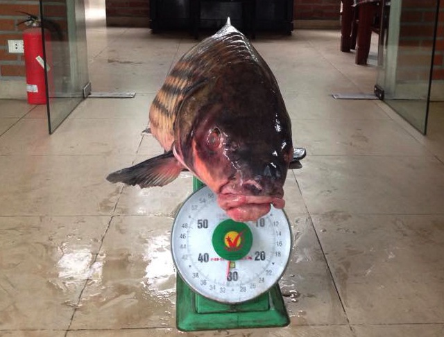 Cá Hô “khủng” quý hiếm từ Tây Nguyên ra Hà Nội - 1
Cá Hô nặng tới 34kg có giá 50 triệu đồng.
