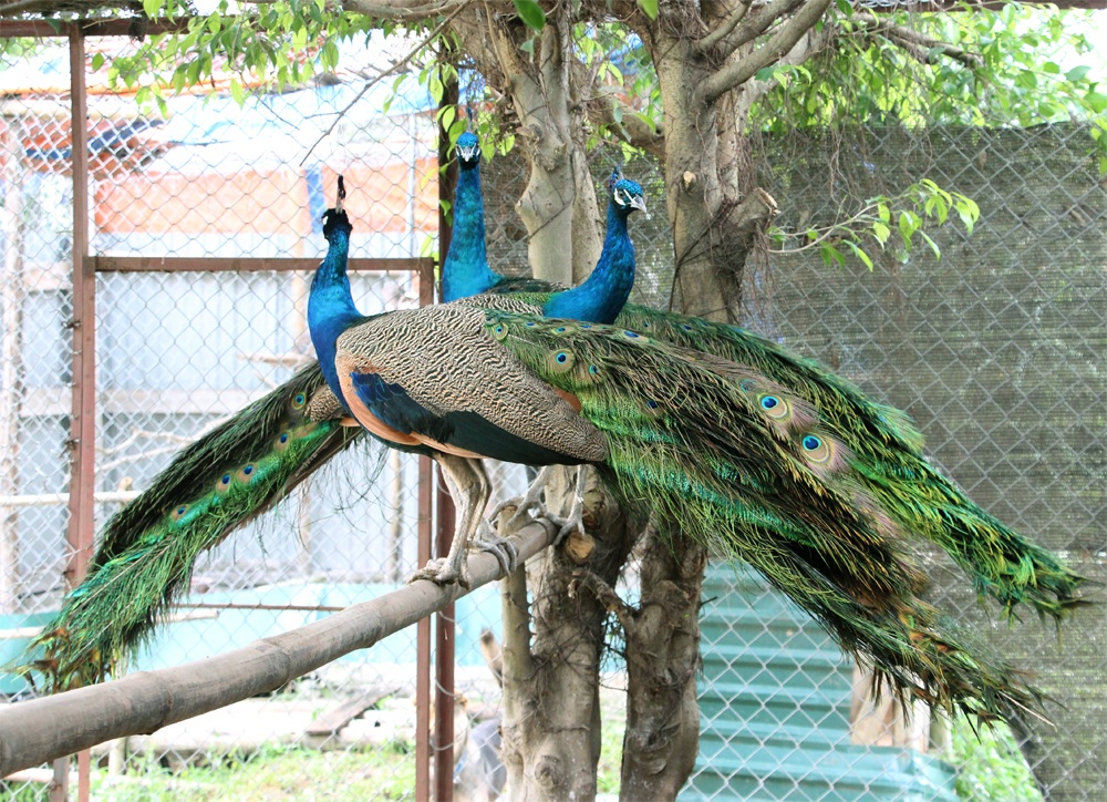 Giống Chim Công Các Loại-Trang Trại Vườn Chim Việt