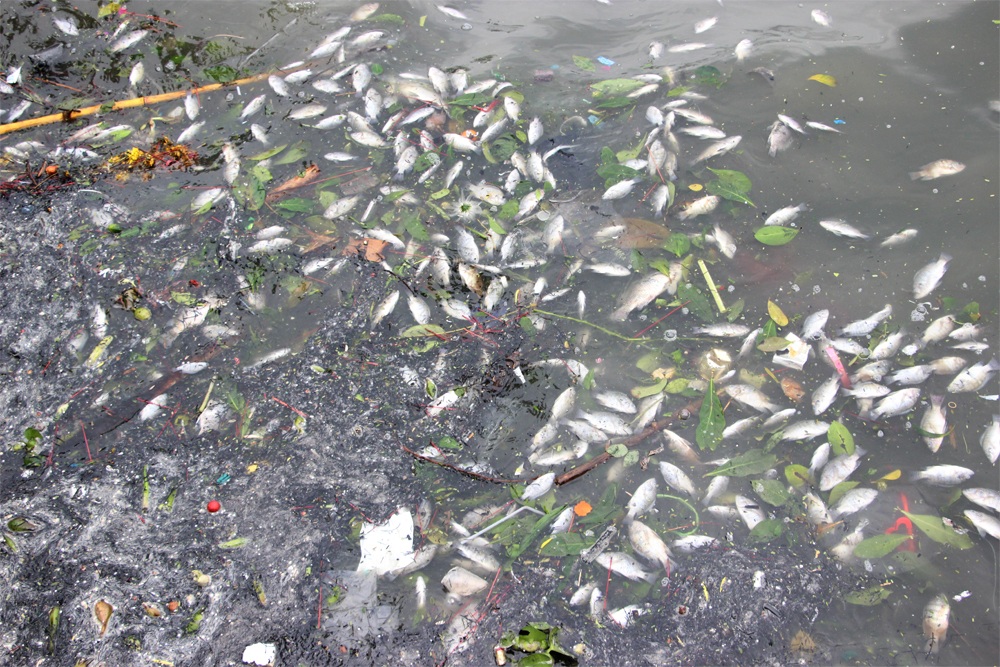 Cá Hồ Tây chết nổi, người dân vẫn thản nhiên… xả rác - 2