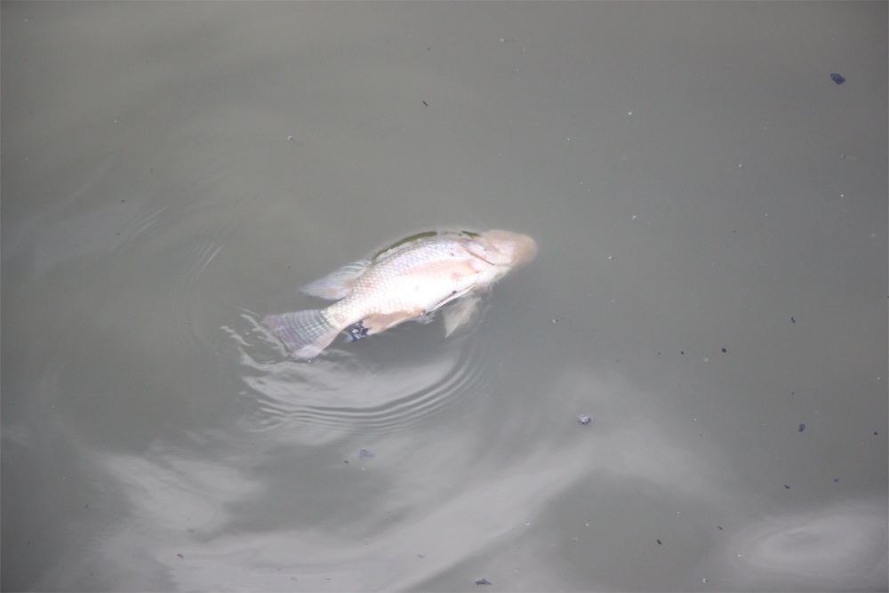 Cá Hồ Tây chết nổi, người dân vẫn thản nhiên… xả rác - 4