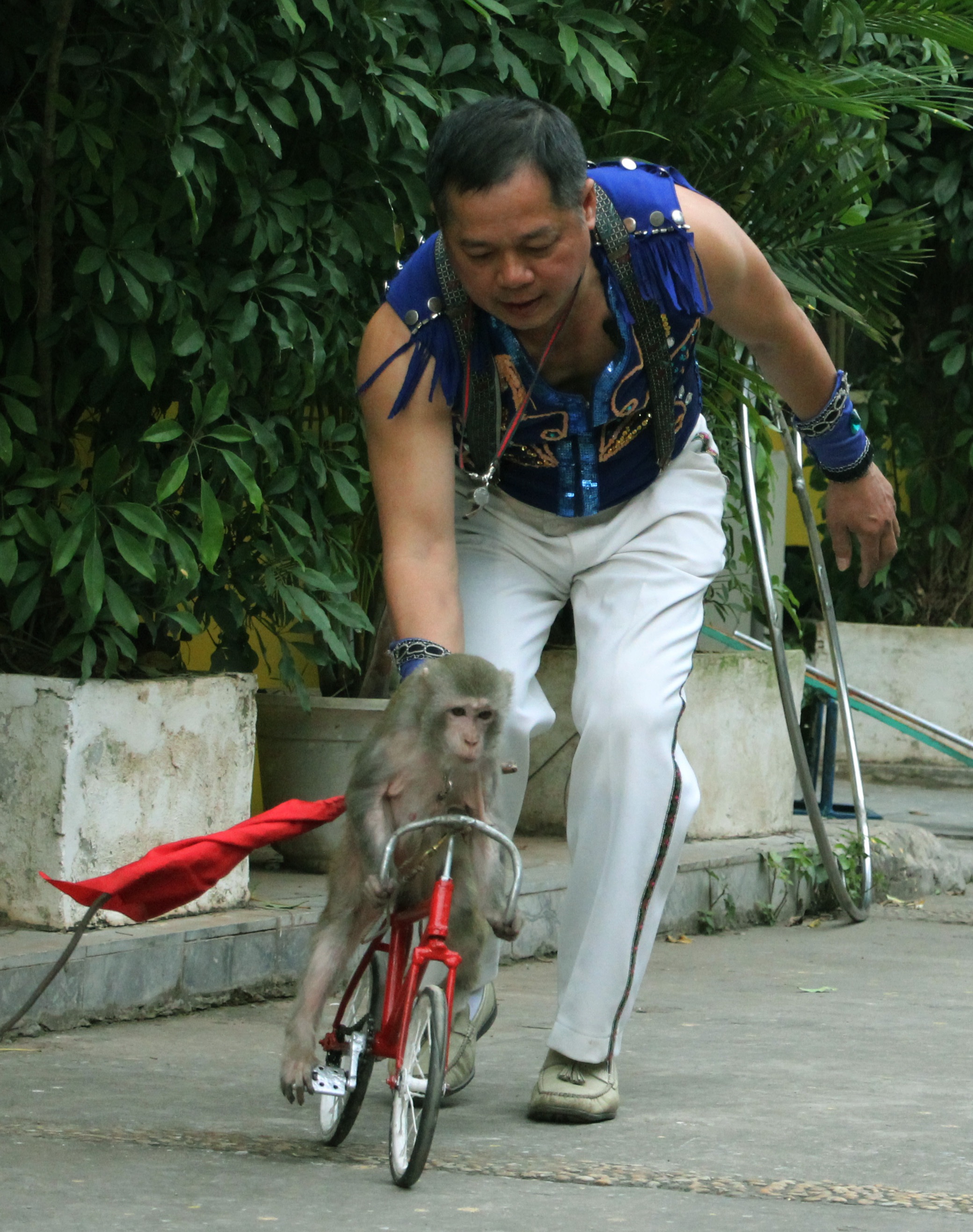 Gặp người 30 năm dạy khỉ làm được như... người - 4 Nghệ sĩ Chí Quang đang tập cho khỉ bài đi xe đạp